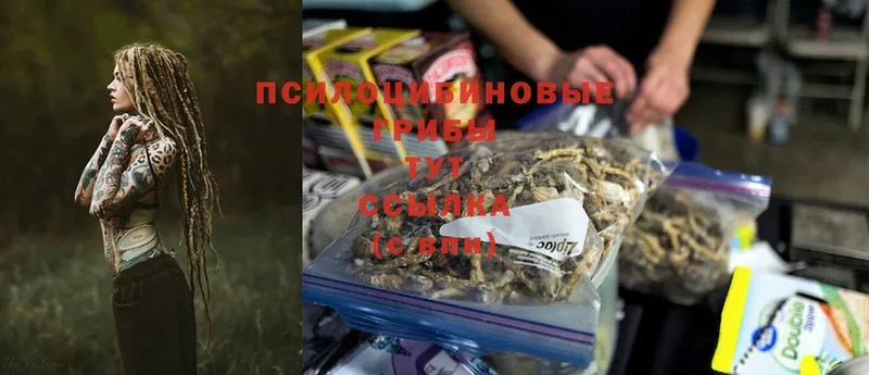 Галлюциногенные грибы Psilocybe  где купить   Добрянка 